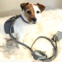 Full Bloom - Dog Harness  - XS