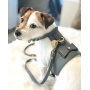 Full Bloom - Dog Harness  - XS