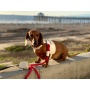 Hot Marine - Dog Harness  - Small