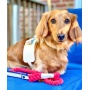 Hot Marine - Dog Harness  - XS