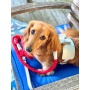 Hot Marine - Dog Harness  - Medium