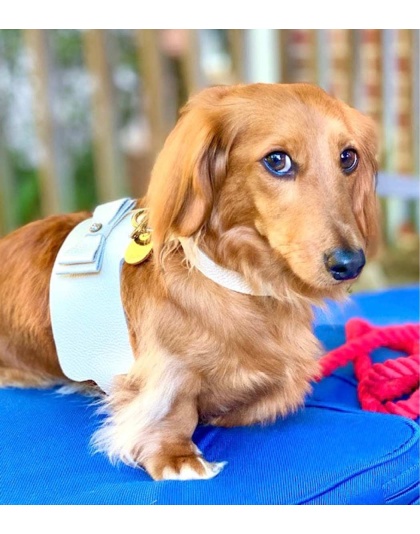 Hot Marine - Dog Harness  - Medium