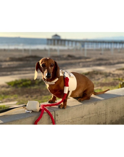 Hot Marine - Dog Harness  - Medium