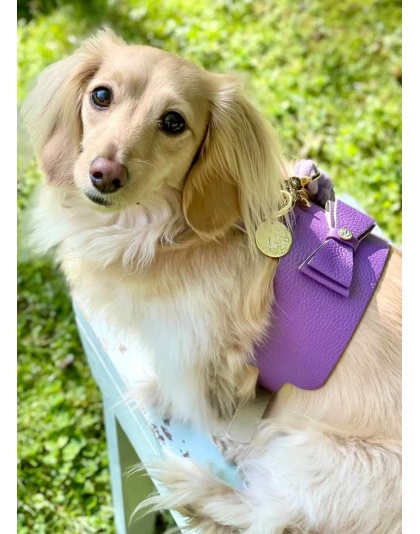 Lavish Lavender - Dog Harness  - Small