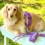 Lavish Lavender - Dog Harness  - Small