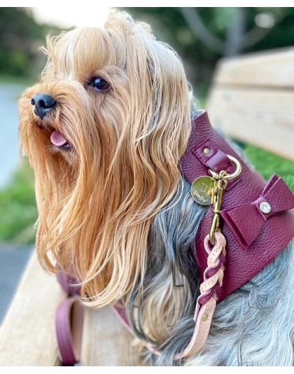 Luscious Bow - Dog Harness  - XS