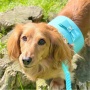 Sunshine Babe - Dog Harness  - XS