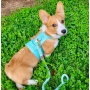 Sunshine Babe - Dog Harness  - Medium