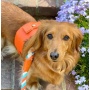 Vibrant Sunset - Dog Harness  - Medium