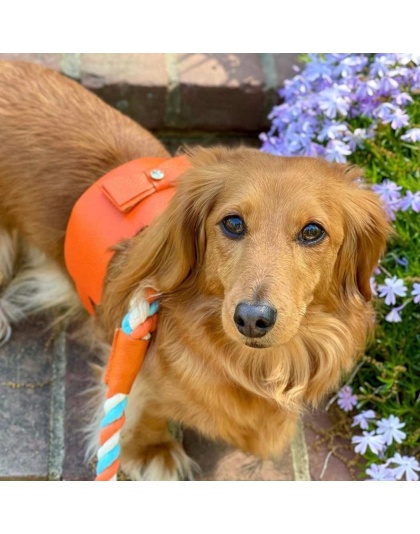 Vibrant Sunset - Dog Harness  - Small