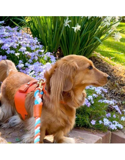 Vibrant Sunset - Dog Harness  - Small