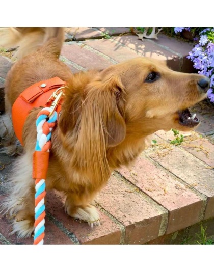 Vibrant Sunset - Dog Harness  - Small