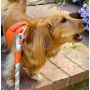 Vibrant Sunset - Dog Harness  - Small