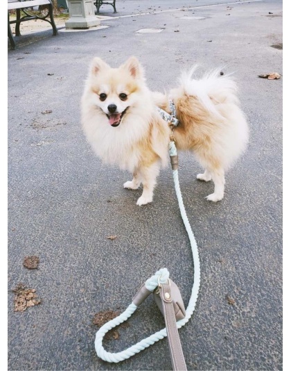 Desert Mint - Dog Leash