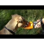 Orange - Fold-A-Bowl - Portable Pet Water Bottle and Bowl