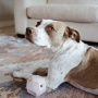 Lavender Purple - The Odin - Modern Treat Dispensing Dog Puzzle