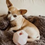 Lavender Purple - The Odin - Modern Treat Dispensing Dog Puzzle