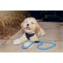 Elektric Blue - Tug Control Leash with Reflectors & Shock Absorber - XL