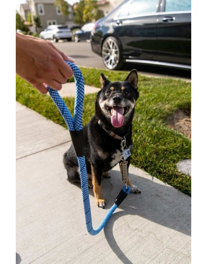 Elektric Blue - Tug Control Leash with Reflectors & Shock Absorber - XL