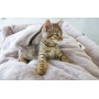 Anchors Away Pet Bed - L