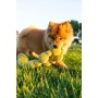 Tough Ball Python Pet Toy