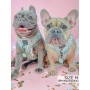Pup Pup Hooray - Adjustable Harness  - XXSmall