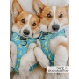 Peeling Sassy - Adjustable Harness  - XLarge