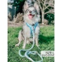 Daddy's Boy - Adjustable Harness  - XLarge