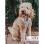 Jingle Bears - Adjustable Harness  - XSmall