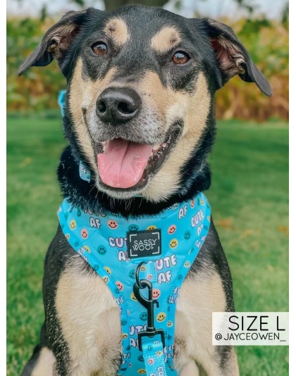 Cute AF - Adjustable Harness  - Small
