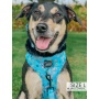 Cute AF - Adjustable Harness  - Small