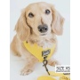 Neon Yellow - Adjustable Harness  - XSmall
