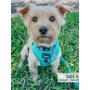 Neon Blue - Adjustable Harness  - Medium