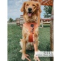 Apple Cider - Adjustable Harness  - XXSmall