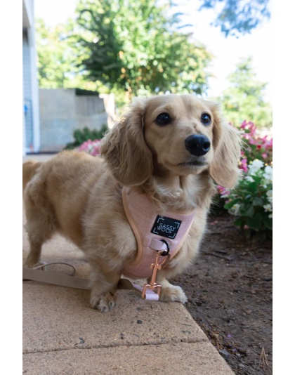 Pinot - Adjustable Harness  - Small