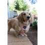 Pinot - Adjustable Harness  - Small