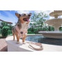 Pinot - Adjustable Harness  - Small