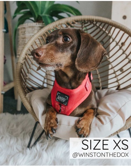 Merlot - Adjustable Harness  - XXSmall