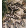 Got Milk - Adjustable Harness  - Small