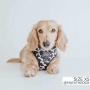Got Milk - Adjustable Harness  - XLarge