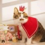 Merry Christmas Crown for pets -
