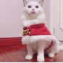 Red/White - Merry Christmas Pets Beautiful Clothes -  Large