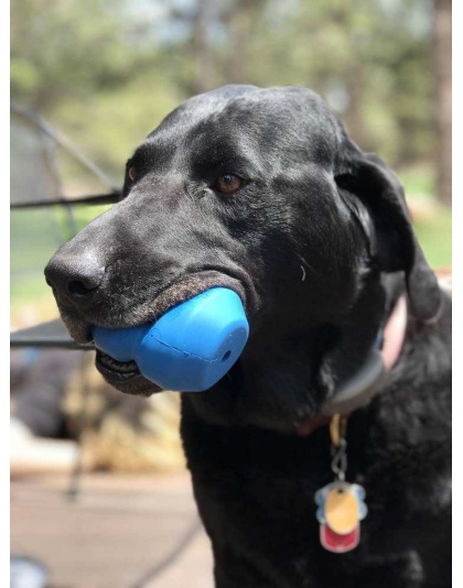 Blue - ID Double Trouble Durable Rubber Chew Toy and Treat Dispenser  - Large