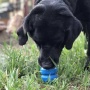 Blue - ID Double Trouble Durable Rubber Chew Toy and Treat Dispenser  - Large