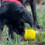 Yellow - Large Honey Pot Durable Rubber Treat Dispenser & Enrichment Toy - Large
