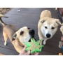 Green - MKB Colorado Maple Leaf Durable Nylon Dog Chew Toy for Aggressive Chewers