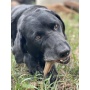 Brown - SP Honey Bone  Dental Tower Ultra Durable Nylon Dog Chew Toy for Aggressive Chewers - Large