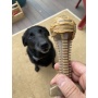 Brown - SP Honey Bone  Dental Tower Ultra Durable Nylon Dog Chew Toy for Aggressive Chewers - Large