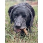 Brown - SP Honey Bone  Dental Tower Ultra Durable Nylon Dog Chew Toy for Aggressive Chewers - Large