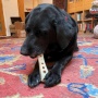 Brown - SP MOD Bone Ultra Durable Nylon Dog Chew Toy for Aggressive Chewers - Large
